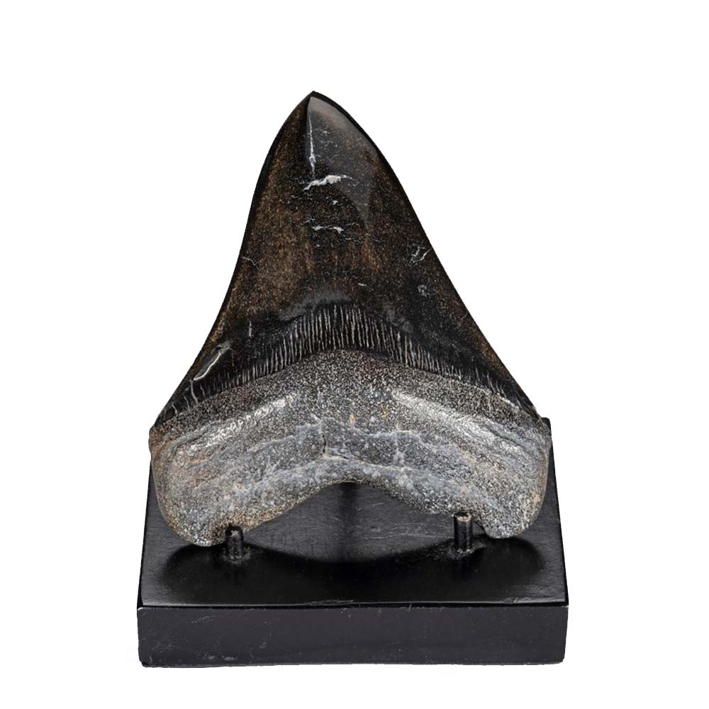 Polished Megalodon Tooth- 4.5 inches